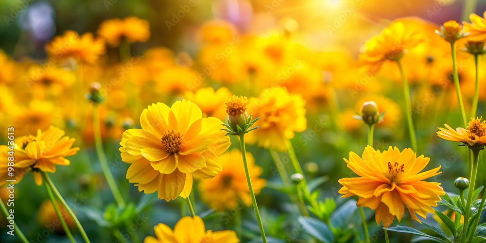 Vibrant yellow flowers blooming in a lush garden, yellow, flowers, garden, nature, vibrant, blooming, botanical, flora, sunny Vibrant yellow flowers blooming in a lush garden, yellow, flowers, garden, nature, vibrant, blooming, botanical, flora, sunny