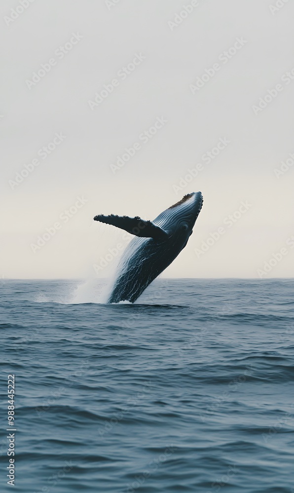 Fototapeta premium huge whale jumping out of water and falling on its back in the ocean, Generative AI