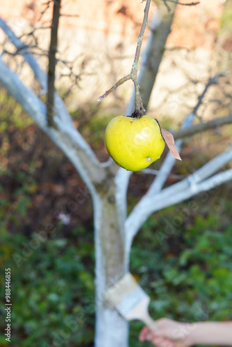 Gardener whitewashing apple tree trunk with ripe yellow apple on the foreground. Painting fruit tree trunk concept.