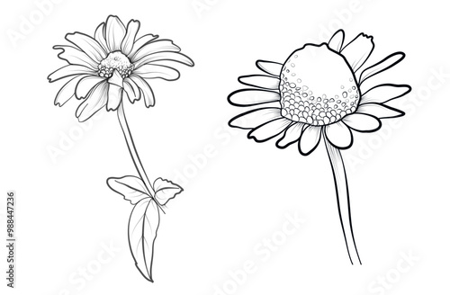 A set of hand-drawn daisy flowers vector