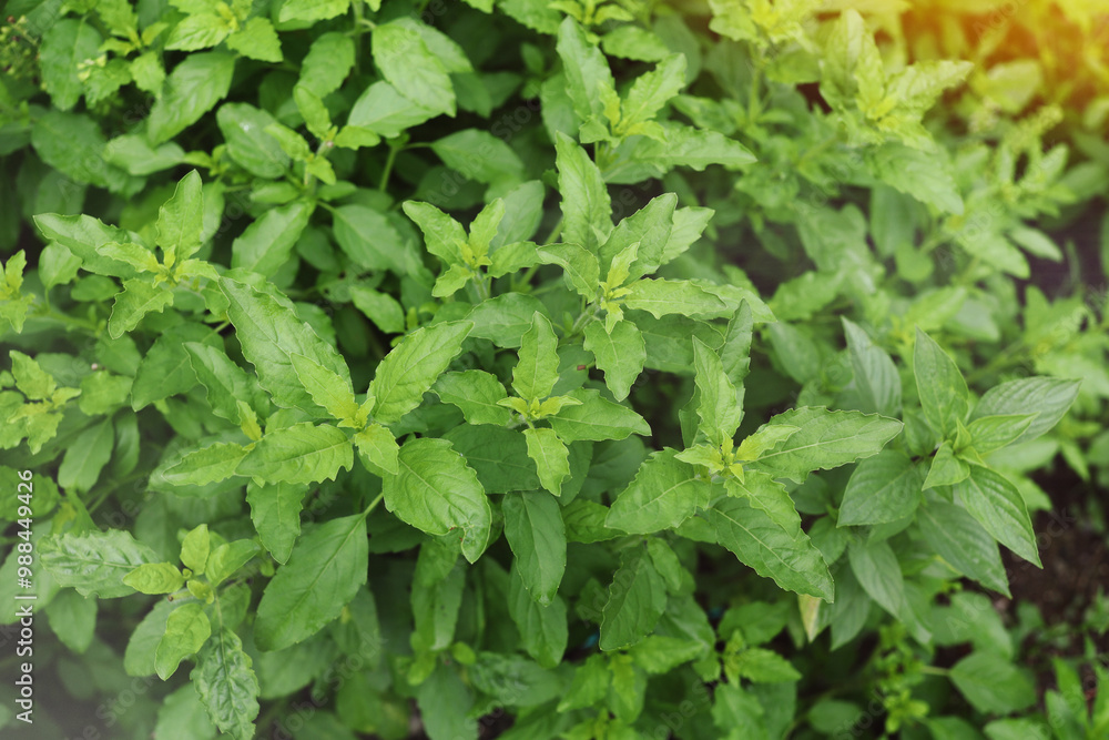 Sweet basil (Thai Basil) leaves in home garden.Holy basil, a herb used in cooking. Sweet basil (Thai Basil) leaves in home garden.Holy basil, a herb used in cooking.