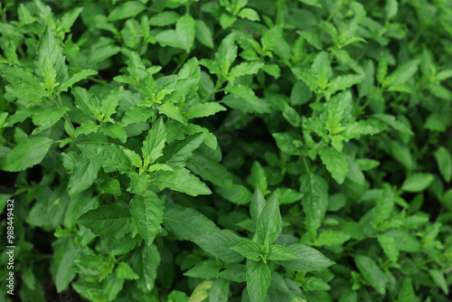 Wallpaper Mural Sweet basil (Thai Basil) leaves in home garden.Holy basil, a herb used in cooking. Torontodigital.ca