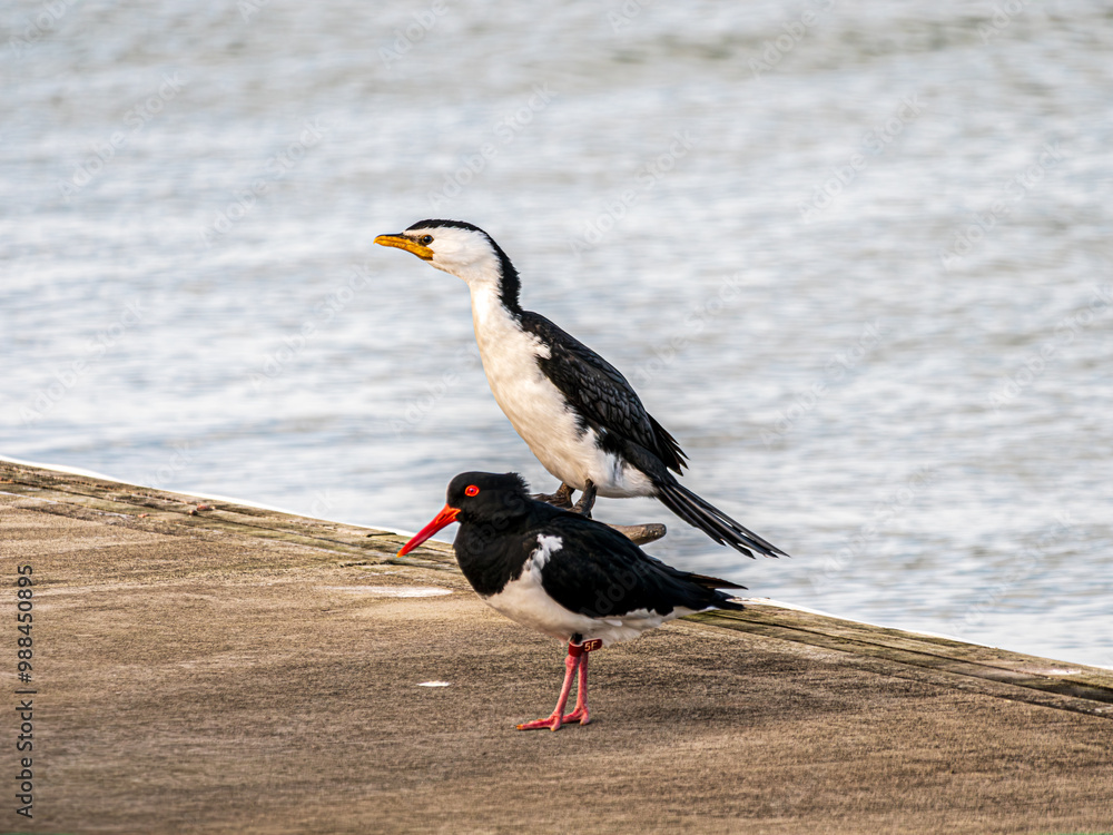 Pied Cormorant Above Sooty Oyster Catcher Pied Cormorant Above Sooty Oyster Catcher