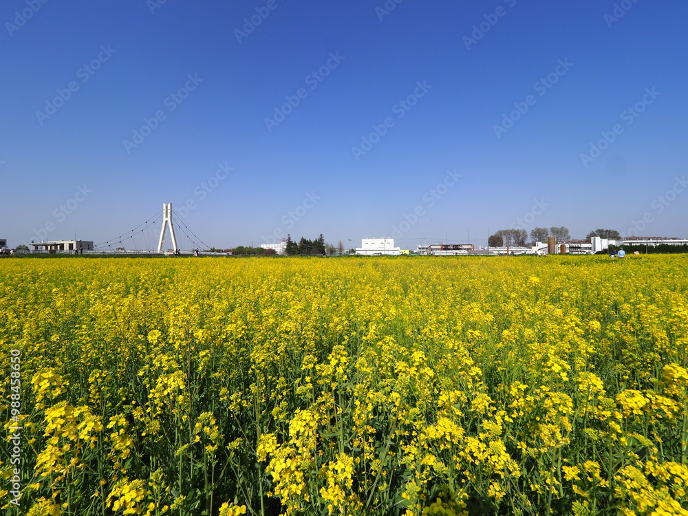 yellow blooming flowers field in spring and blue sky yellow blooming flowers field in spring and blue sky