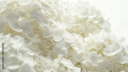 White Hydrangea Blossoms, Delicate Floral Texture on a Clean White Background, Close-up View