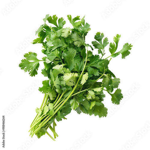 Fresh cilantro bunch, white isolate background