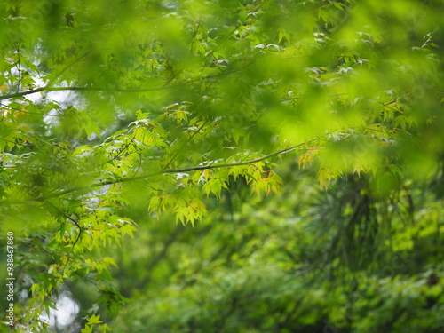 green fresh leaves in the japanese forest.