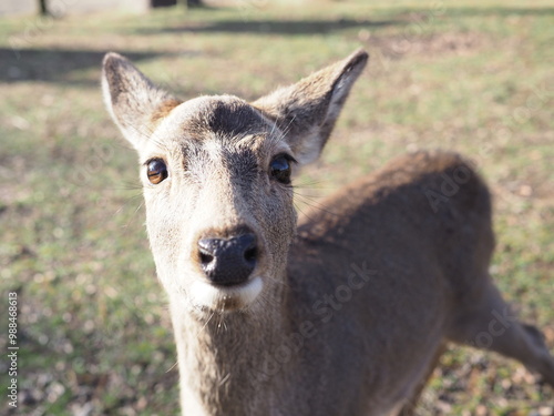 Japan_animals_white deer of Nara park