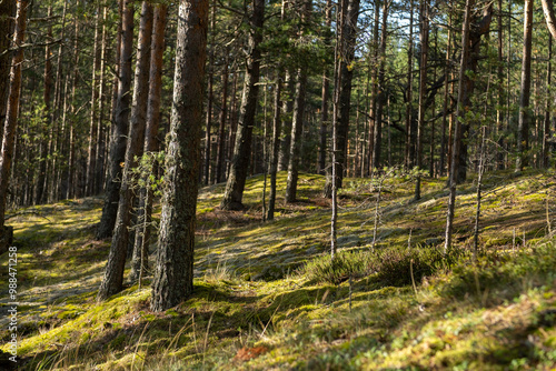 A tranquil forest features tall trees with a carpet of moss covering the ground, illuminated by warm sunlight filtering through the branches