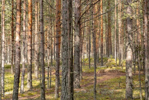Wallpaper Mural Pine trees stand tall in a tranquil forest as sunlight dapples the ground in the early morning light Torontodigital.ca