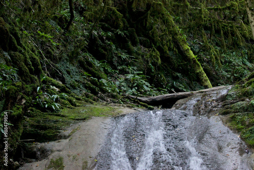 A magical abandoned forest. Photograph of trees and bushes thickets and waterfall. Image of nature