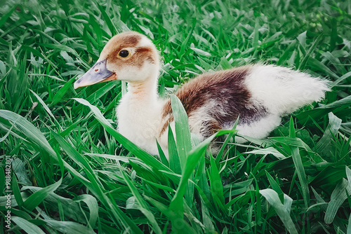 Breeding of poultry on a poultry farm. Little duckling sitting on a green meadow. photo