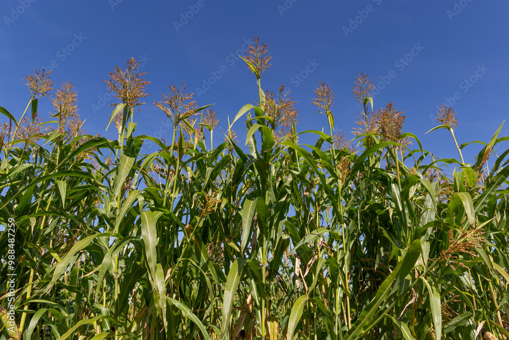 Blue sky over corn field Blue sky over corn field