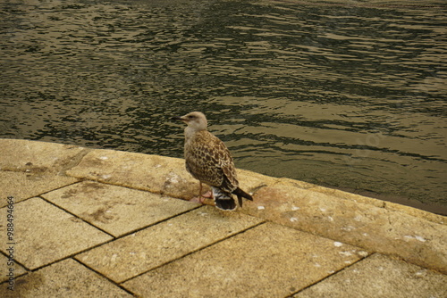 The Yellow-legged Gull young (Larus michahellis) is a species of bird within the gulls (Larinae). Atlantic coast Porto, Portugal. photo