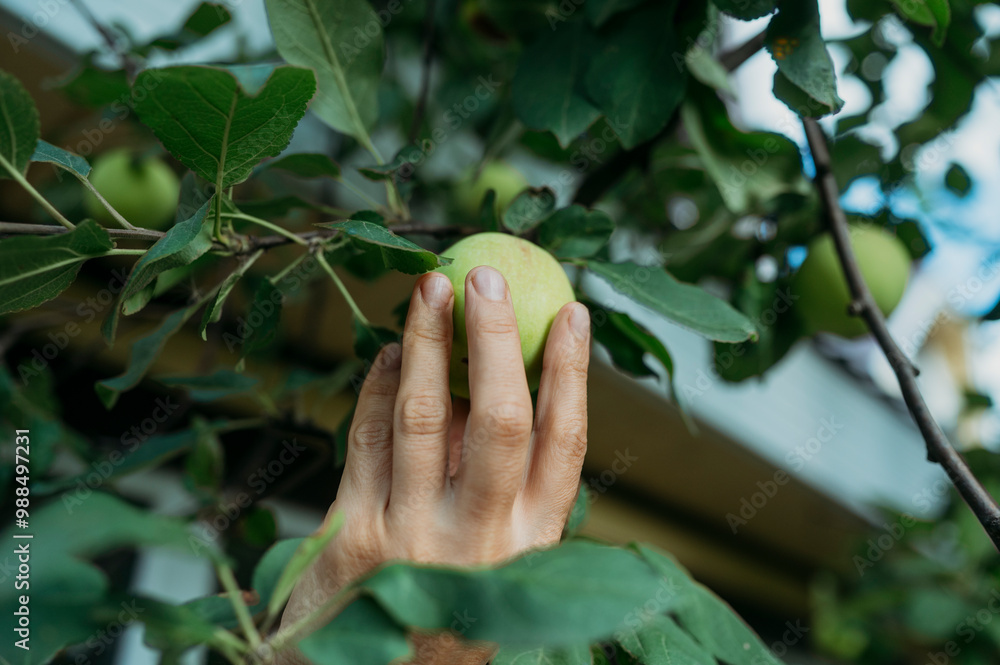 Hand of woman picking apple from tree Hand of woman picking apple from tree