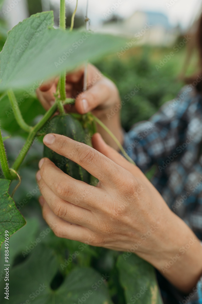 Hand of woman picking cucumber at farm Hand of woman picking cucumber at farm