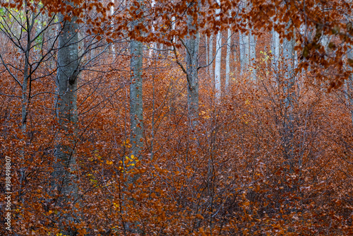 A picturesque view of a dense forest adorned with vibrant autumn foliage, showcasing an array of tall trees and abundant colorful leaves in warm hues of orange and redin Montseny Spain photo