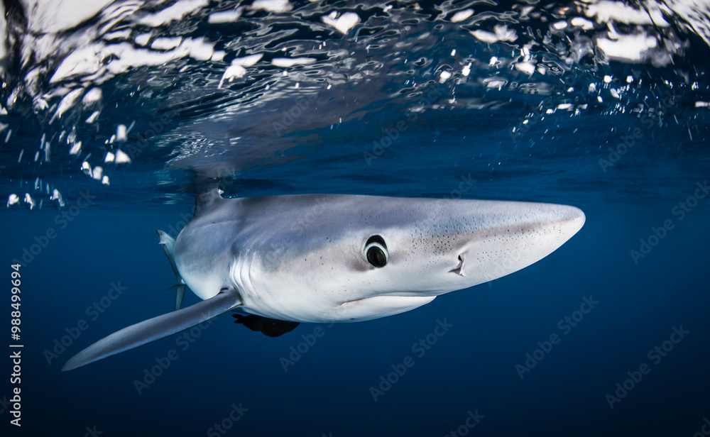Fototapeta premium a close up of a shark