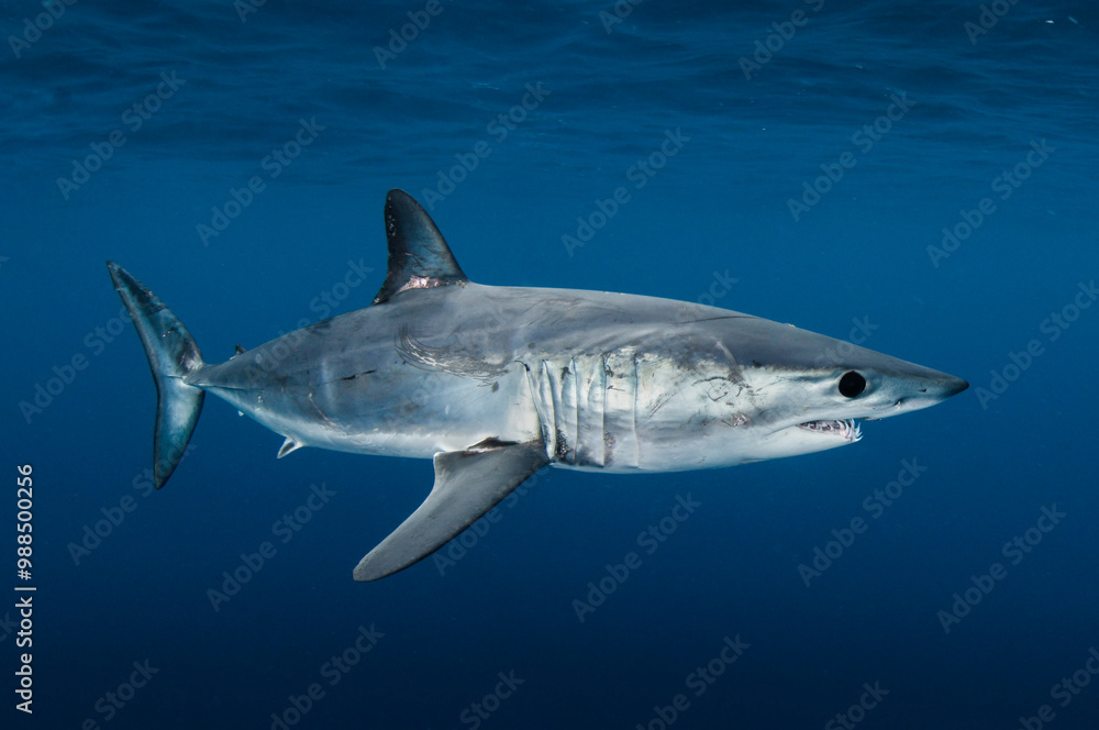 Naklejka premium a close up of a shark