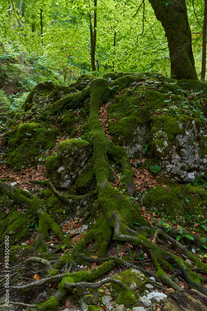 Fototapeta premium Tree covered in moss