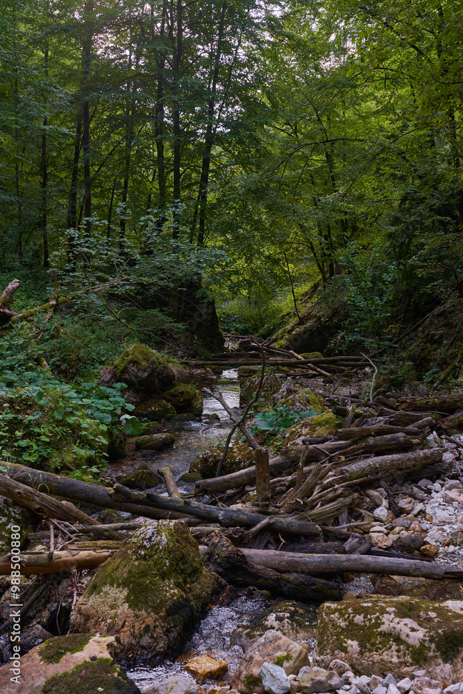 River in the forest River in the forest