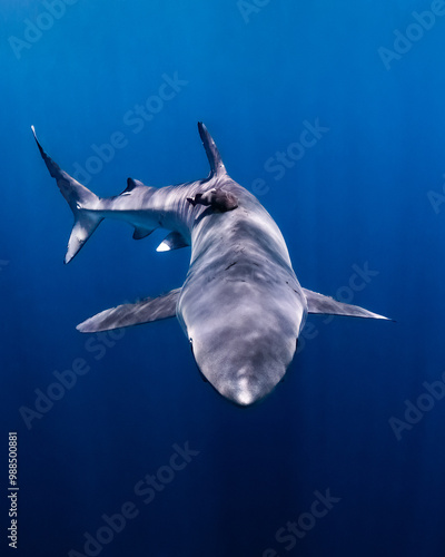 a close up of a shark photo