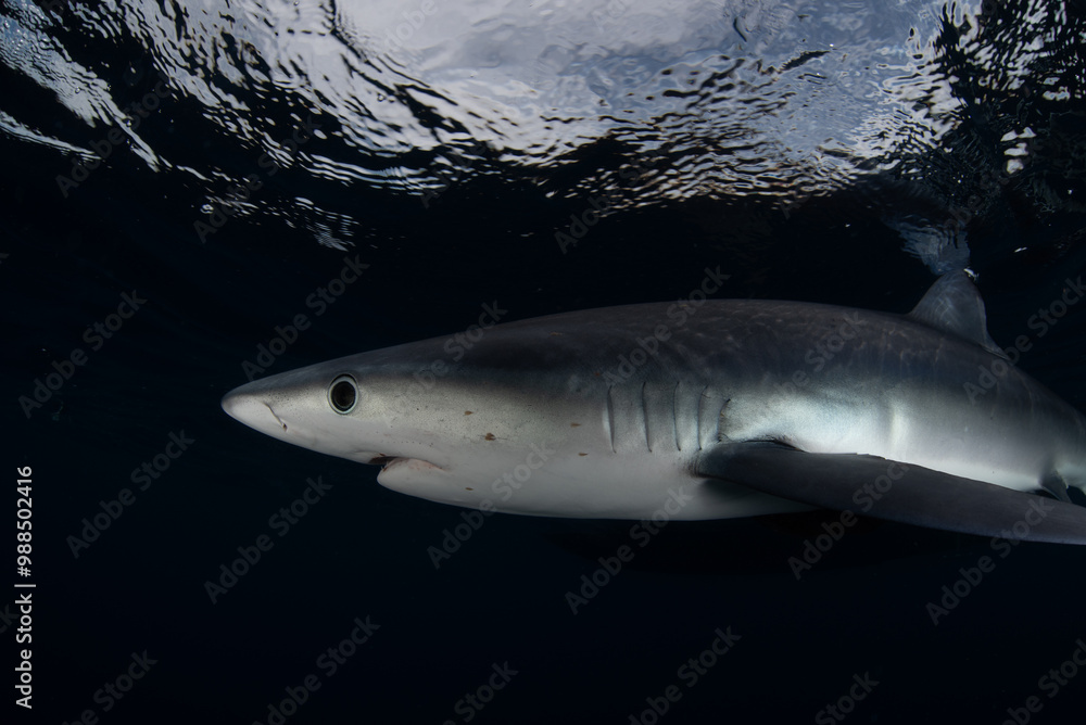 Fototapeta premium a close up of a shark