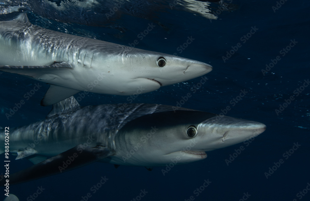 Fototapeta premium a close up of a shark