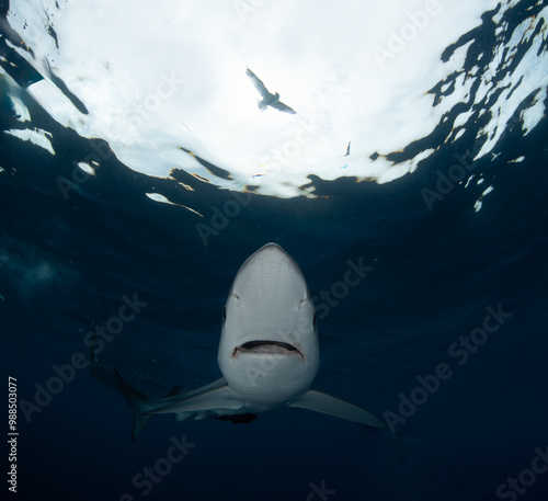 a close up of a shark photo