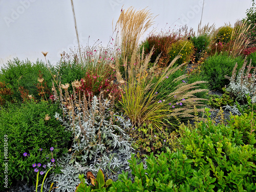 ornamental flowerbed with perennials and stones made of gray granite, mulched pebbles in the city garden, prairie, ornamental grass, terrace by the pool mulching pebble, purple, white photo