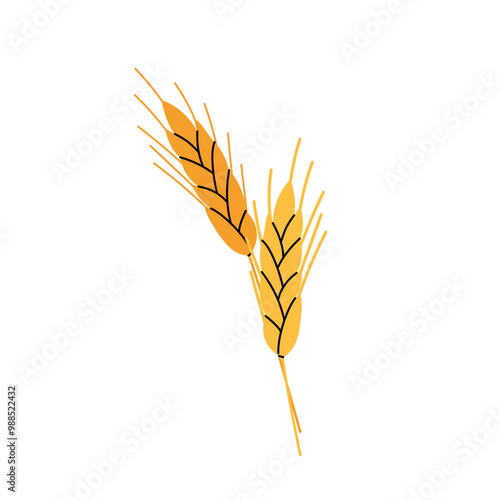  Spikelets of wheat. Wheat, autumn harvest and flour food, farm agriculture. Golden spike of wheat in flat style on white background.