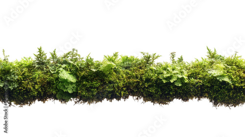 Lush green moss with various leaves on transparent background.