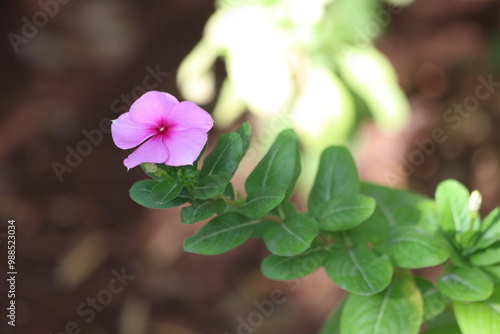 close up of catharanthus roseus flower photo