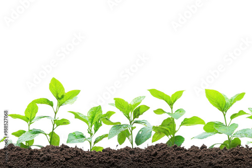 Young green plants growing from rich dark soil, isolated on white background. photo