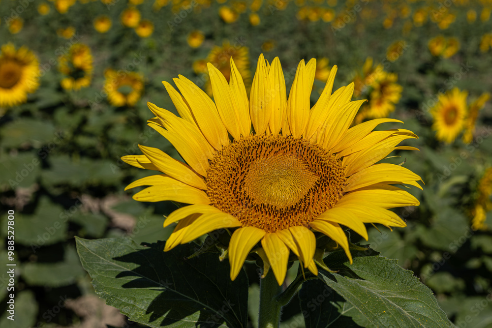 Sunflowers in the field close-up, agriculture, harvest, bright, beautiful, summer, spring, nature, village, yellow