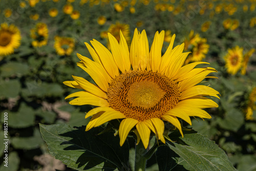 Obraz na płótnie Sunflowers in the field close-up, agriculture, harvest, bright, beautiful, summer, spring, nature, village, yellow w salonie