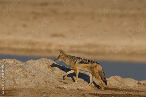 Black-backed Jackal (Canis mesomelas) at a waterhole in Etosha National Park, Namibia photo