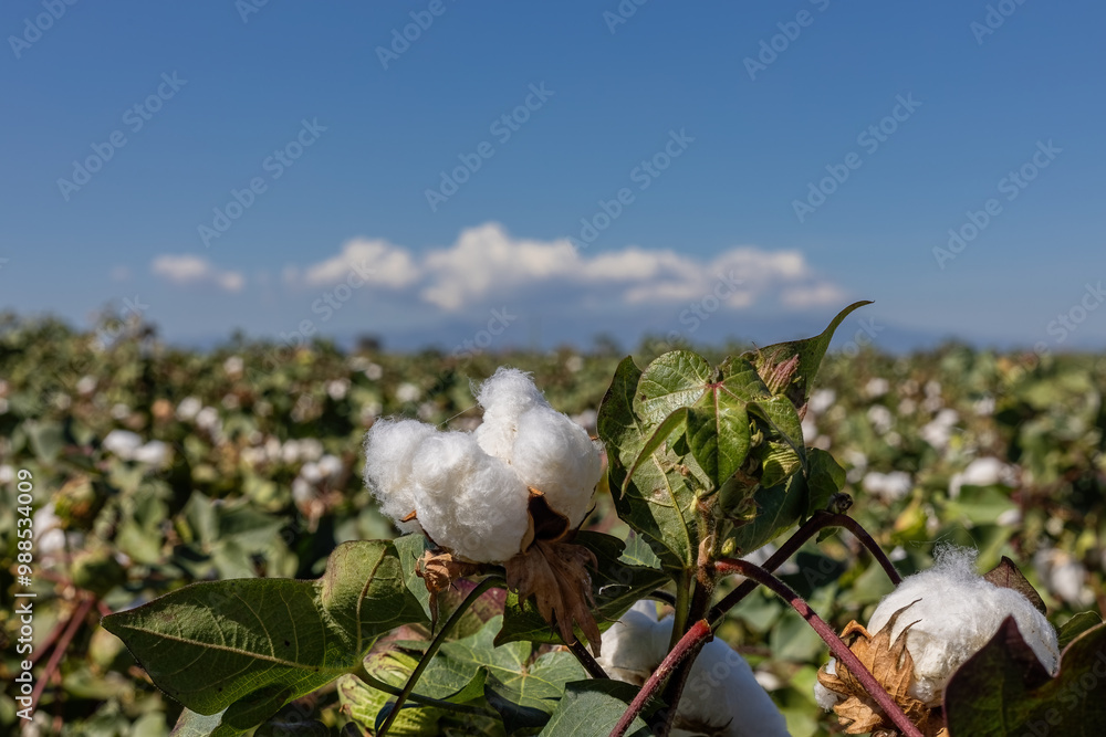cotton field with white cotton buds
