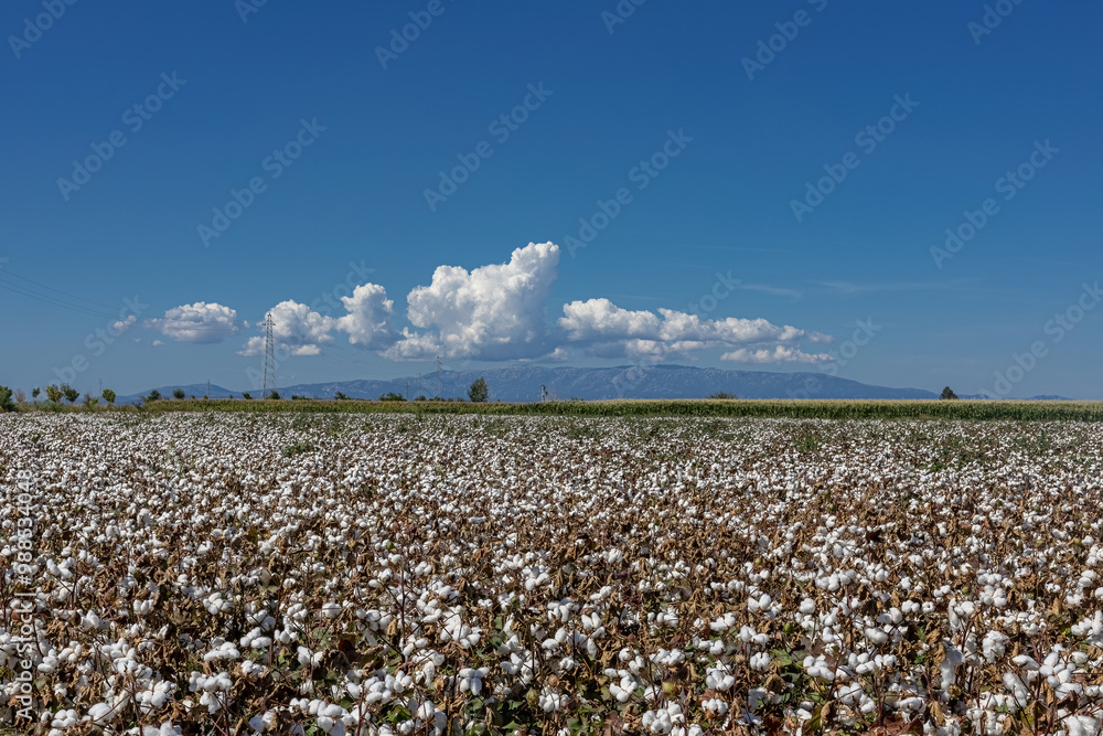 cotton field with white cotton buds.Cotton fields ready for harvest in Izmir - Menemen plain
