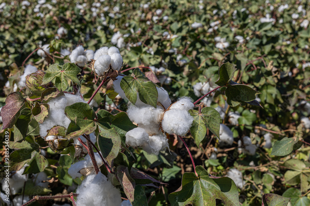 cotton field with white cotton buds