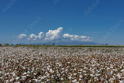 Obraz na płótnie cotton field with white cotton buds.Cotton fields ready for harvest in Izmir - Menemen plain w salonie