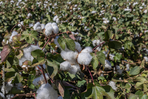 Obraz na płótnie cotton field with white cotton buds w salonie