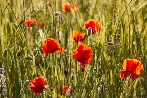 Poppy flowers at sunset. Delicate vibrant wildflowers. Springtime