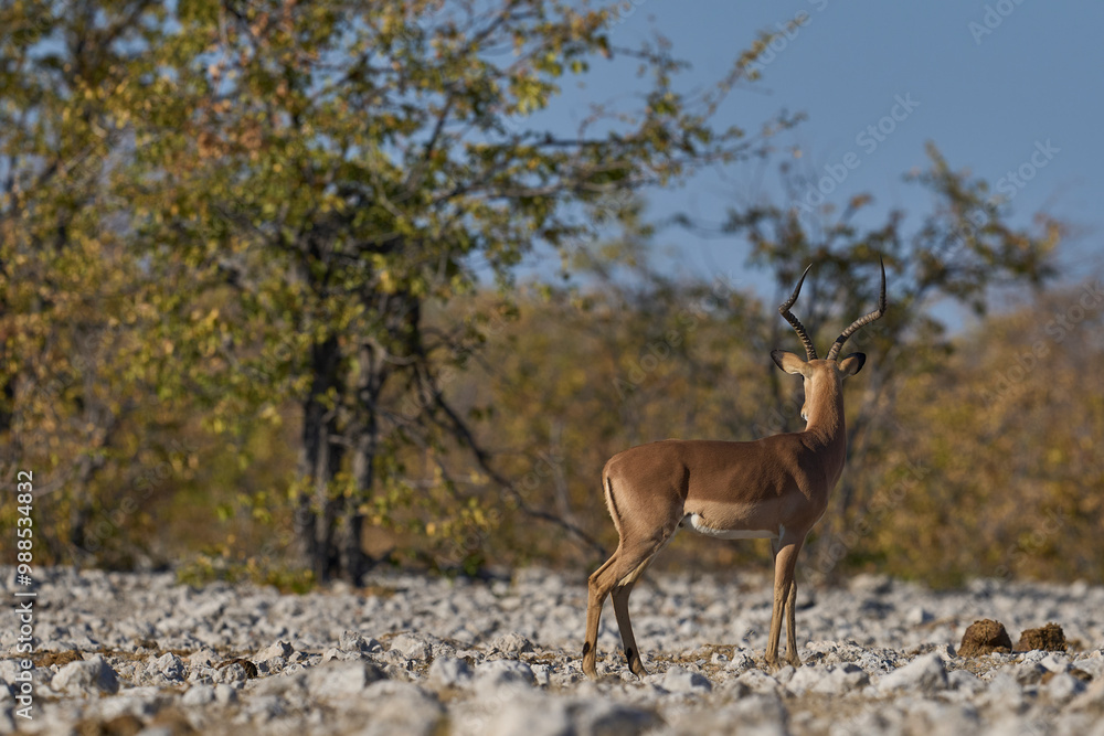 Male Black-faced Impala (Aepyceros melampus petersi) in Etosha National Park, Namibia. Male Black-faced Impala (Aepyceros melampus petersi) in Etosha National Park, Namibia.