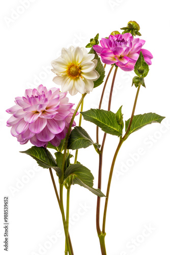 Elegant autumn bouquet of three dahlia flowers on a white background