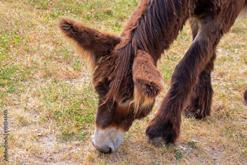 Baudet du Poitou - Equus asinus - broutant de l'herbe dans la prairie, vu de face photo