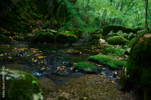 Serene forest stream surrounded by lush greenery, moss-covered rocks, and flowing water. Perfect for nature, wilderness, tranquility, and eco-themed designs