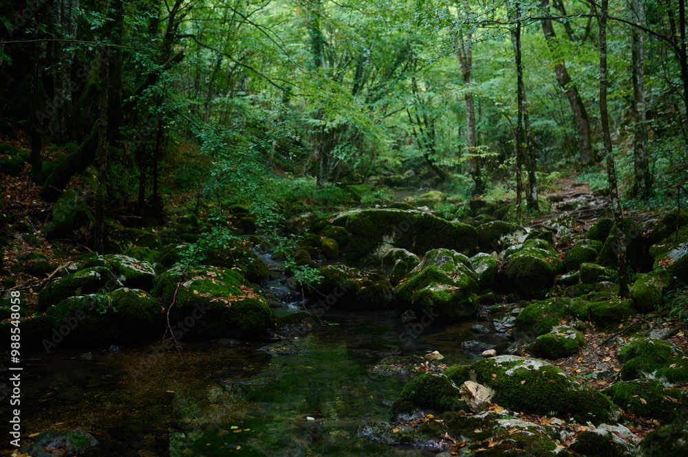 Serene forest stream surrounded by lush greenery, moss-covered rocks, and flowing water. Perfect for nature, wilderness, tranquility, and eco-themed designs Serene forest stream surrounded by lush greenery, moss-covered rocks, and flowing water. Perfect for nature, wilderness, tranquility, and eco-themed designs