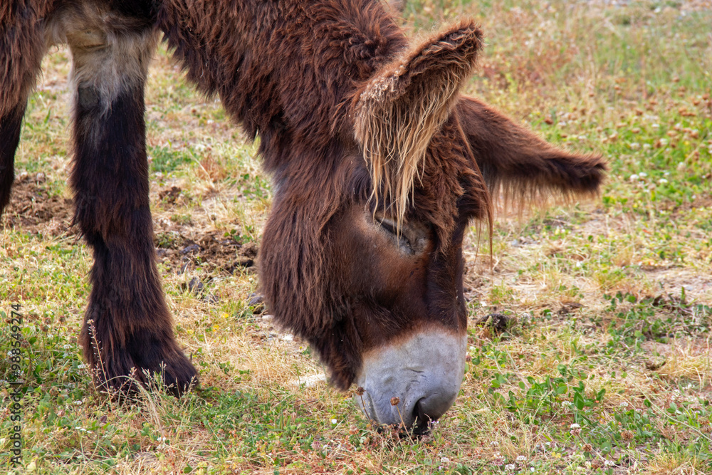 Baudet du Poitou - Equus asinus - broutant de l'herbe dans la prairie, vu de profil Baudet du Poitou - Equus asinus - broutant de l'herbe dans la prairie, vu de profil