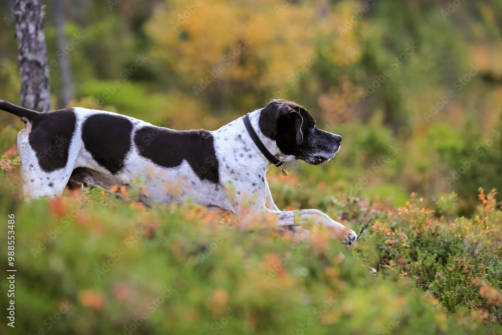 Dog english pointer in the autumn woods Dog english pointer in the autumn woods